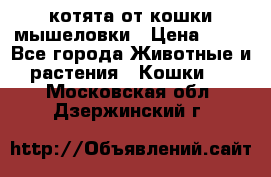 котята от кошки мышеловки › Цена ­ 10 - Все города Животные и растения » Кошки   . Московская обл.,Дзержинский г.